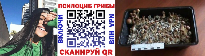 Галлюциногенные грибы Psilocybe  закладка  darknet клад  Дзержинск 